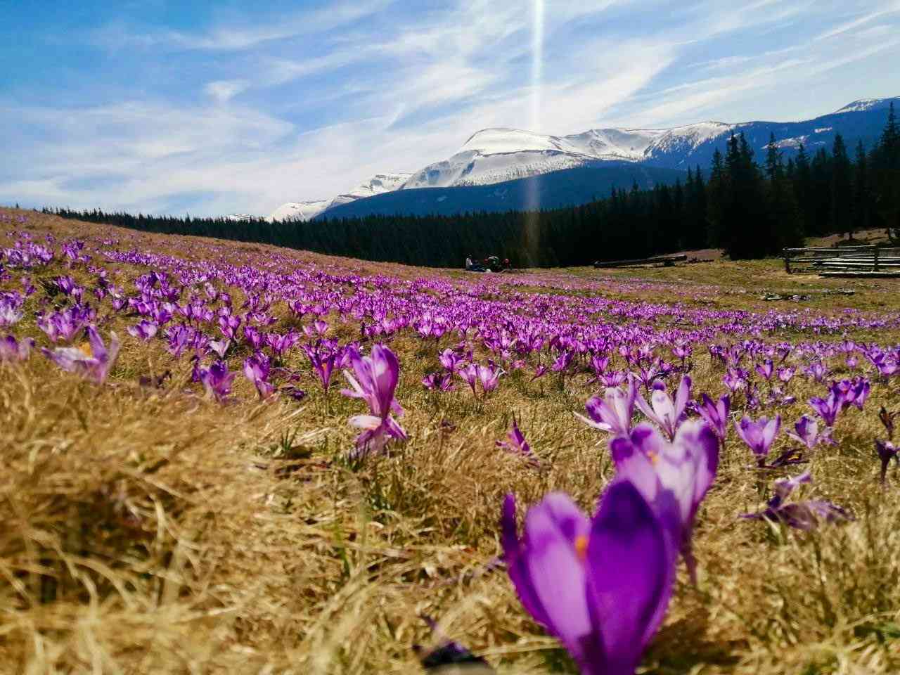 Куда поехать в Карпатах весной: интересный отдых для любой компании