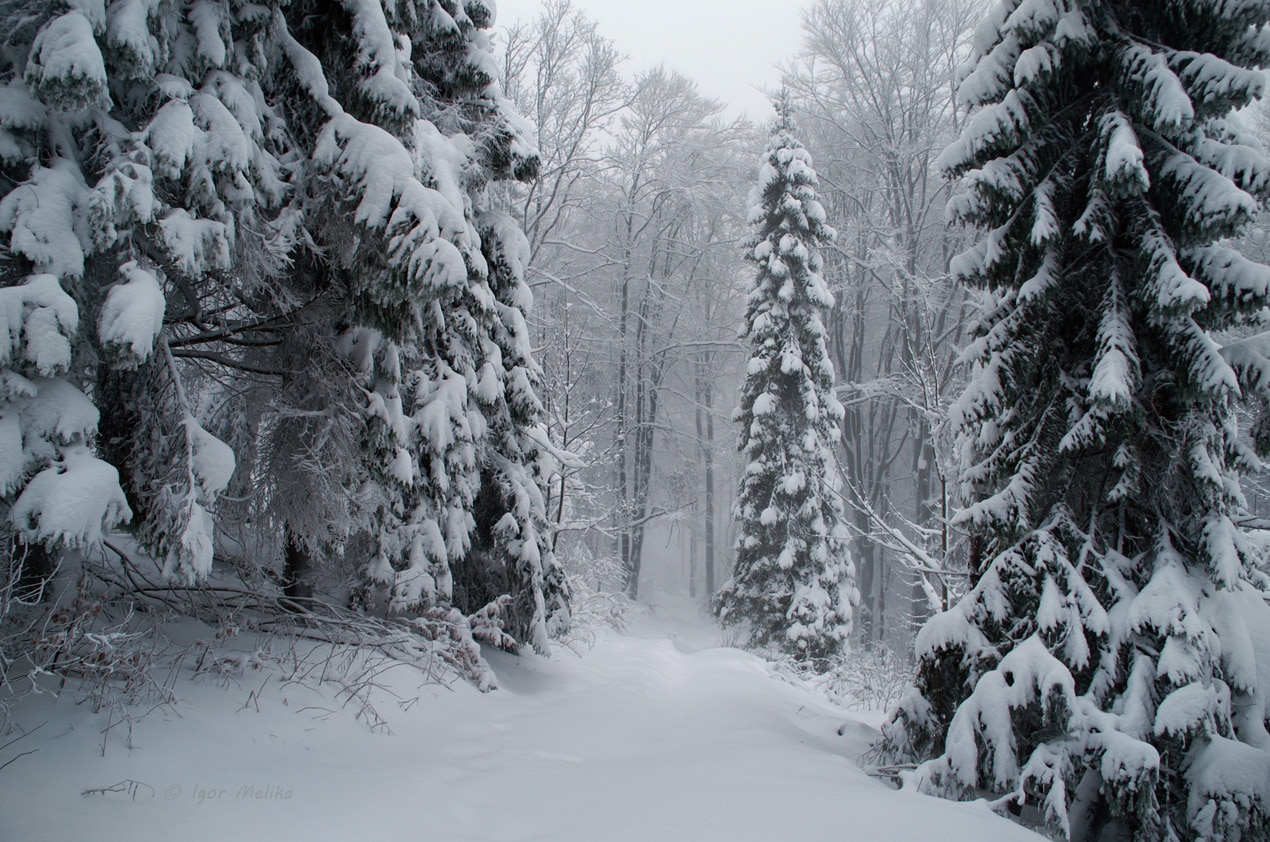 Засніжений ліс