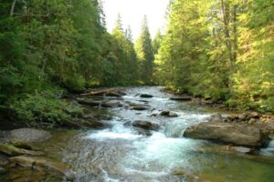 ГІрська ріка в Карпатах