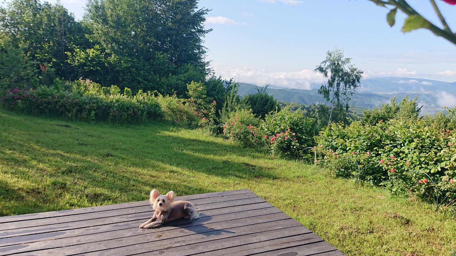 Відпочинок у Карпатах з домашніми тваринами. “Коруна” – готель для проживання з собакою