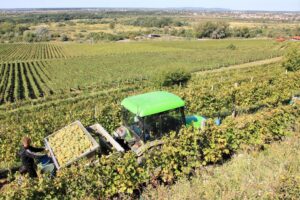 Виноробні Карпат